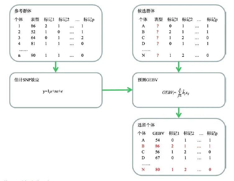 参考群体