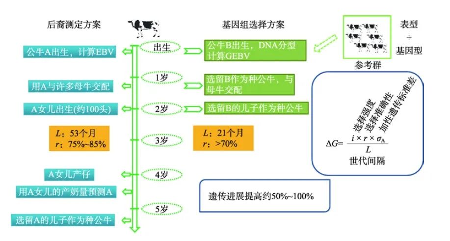 基因组选择在奶牛育种中的应用